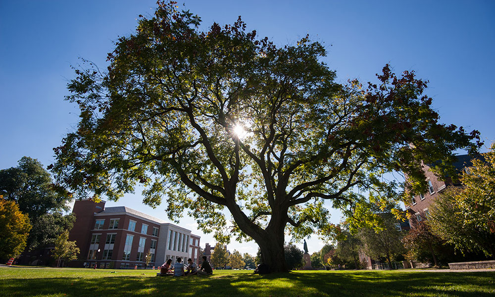 Feature image big tree on campus