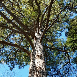 Ponderosa Pine tree