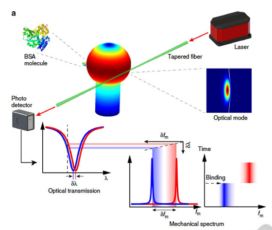 This drawing illustrates the sensing mechanism used by researchers at the universities of Rochester and Victoria, in which an ‘optical spring’ effect enhances the detection of particles and molecules.