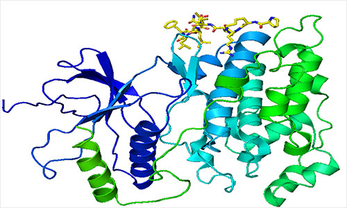 kinase protein
