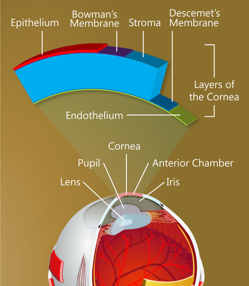 6 layers of cornea