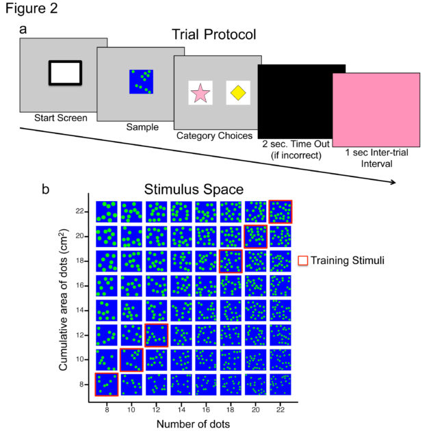 This illustration from the study shows the images subjects were presented with at top. Each sample they viewed, for example, was a dot array, followed by two icons for categorizing the array as little (star) or a lot (diamond). At bottom is a sampling of dot arrays that were used, varying in number of dots and the percentage of surface area they occupied.