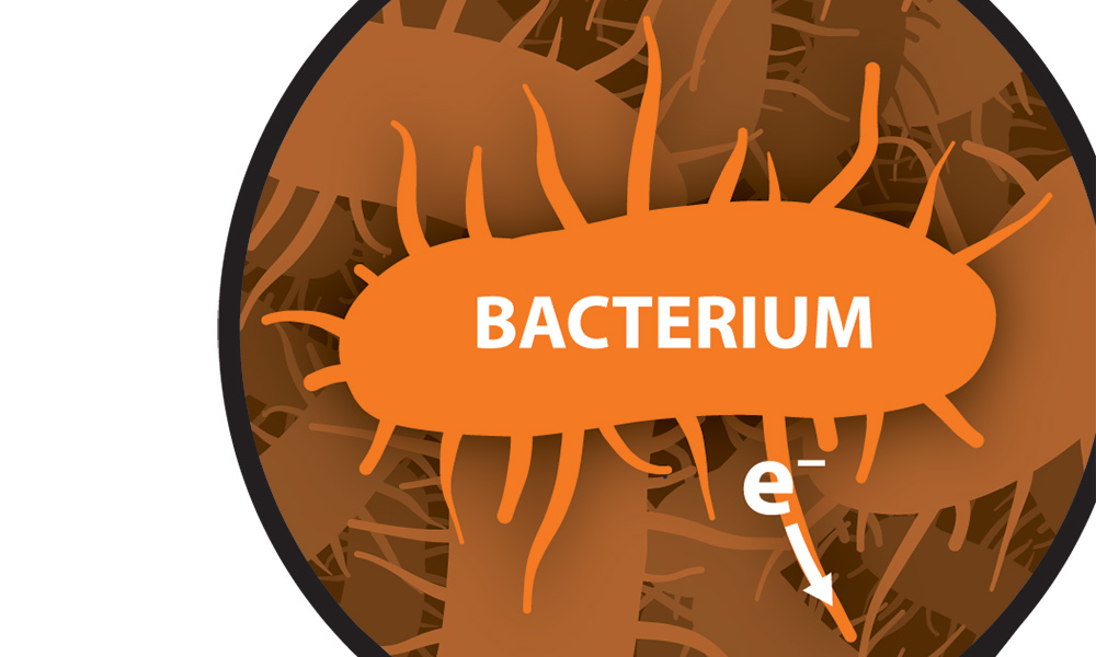 illustration of a bacterium