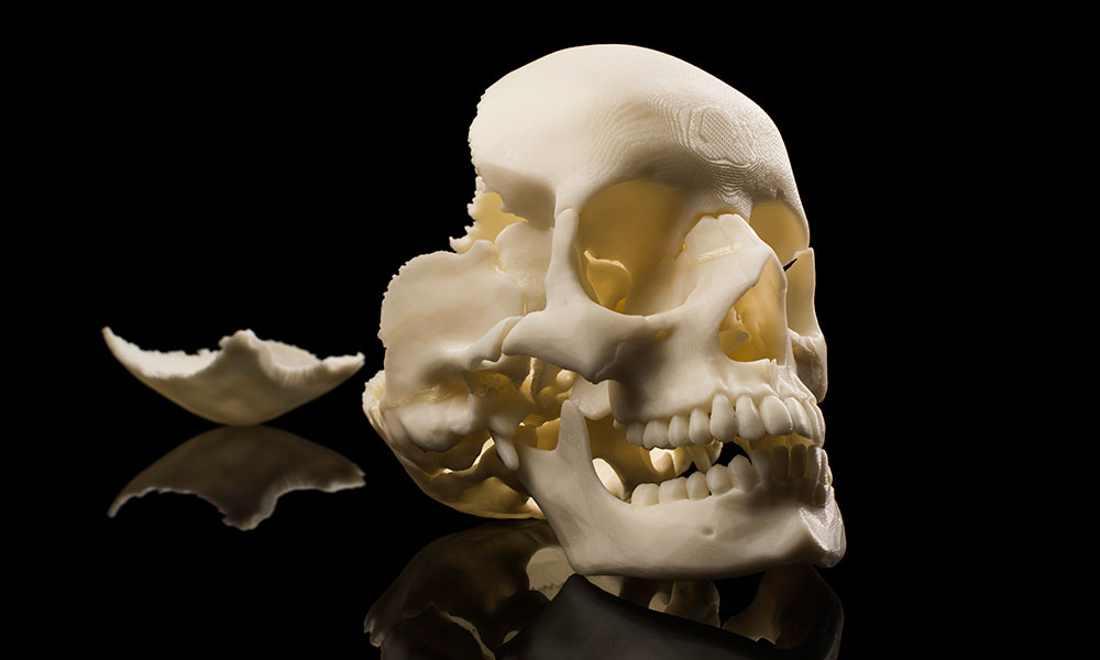 Close up of a human skull made of an 3D printed material.