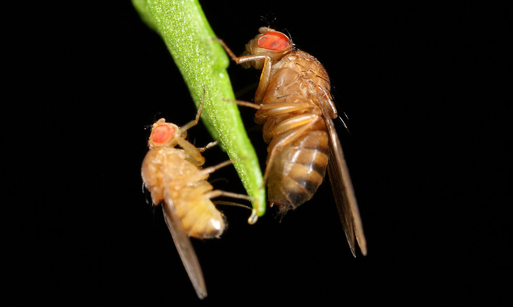 two fruit flies