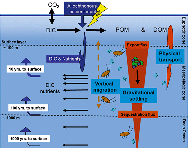 graphic showing transfer of carbon from organic matter to CO2 which affects climate systems