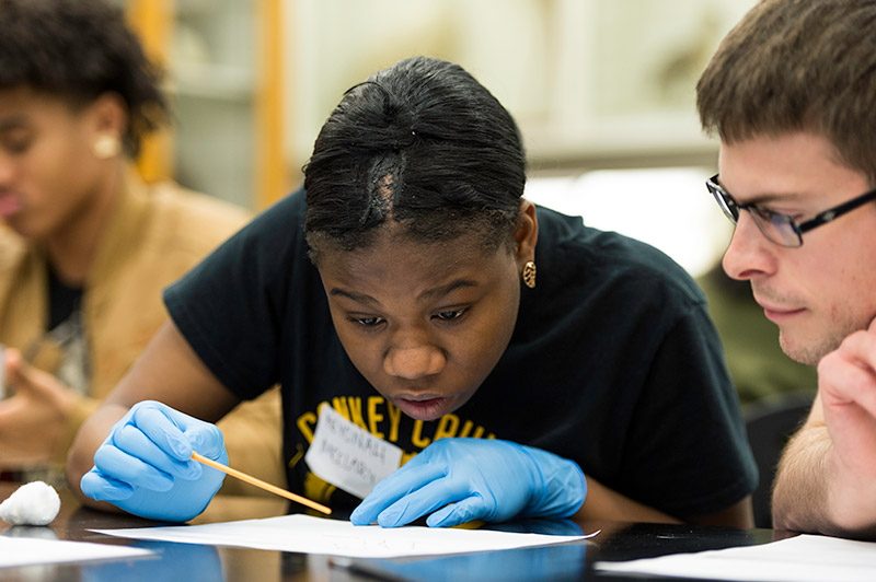 student looks intently at fruit fly specimins