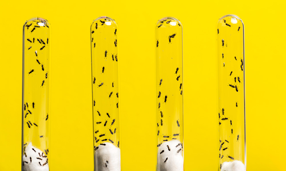 four test tubes filled with wasps