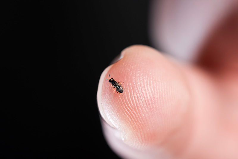 tiny wasp sitting on a person's fingertip