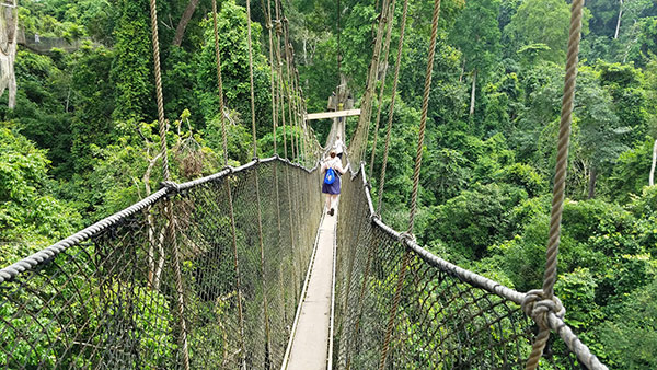 walking across rope bridge in the trees