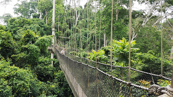 walking across rope bridge in the trees