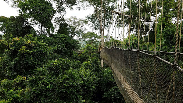walking across rope bridge in the trees
