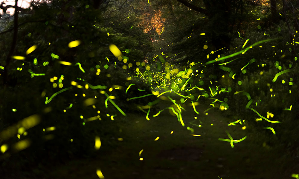 A composite image showing hundreds of fireflies flashing at night