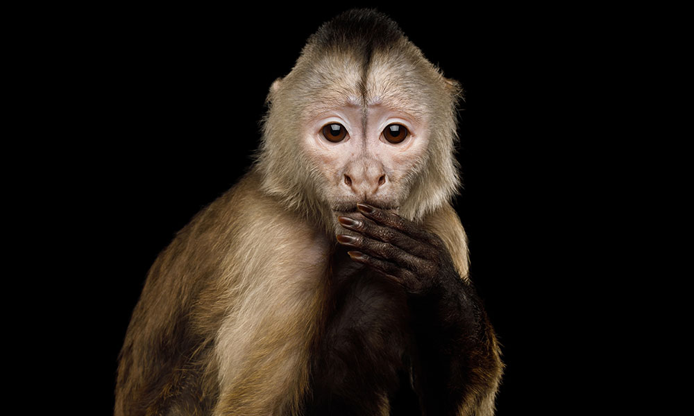 close-up of monkey