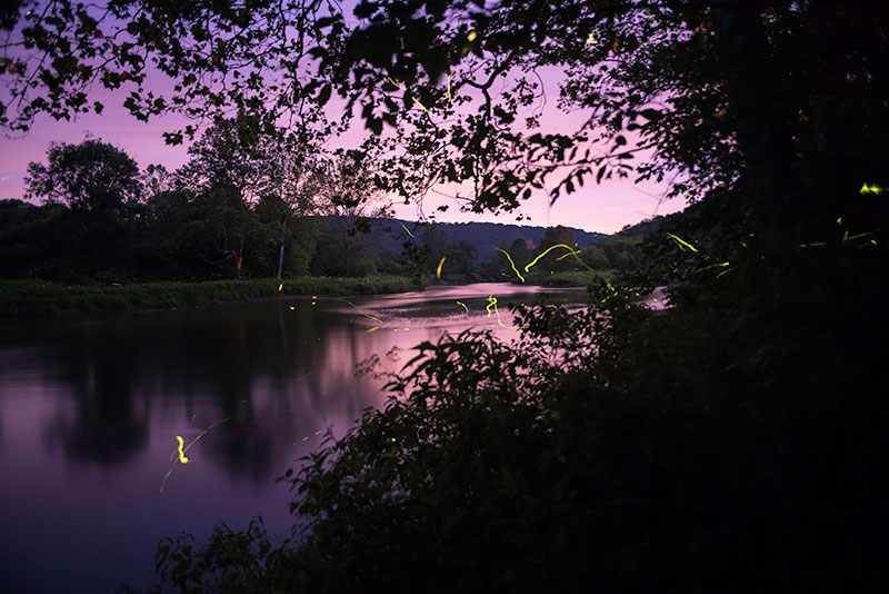 streaks of firefly light over a river at dusk