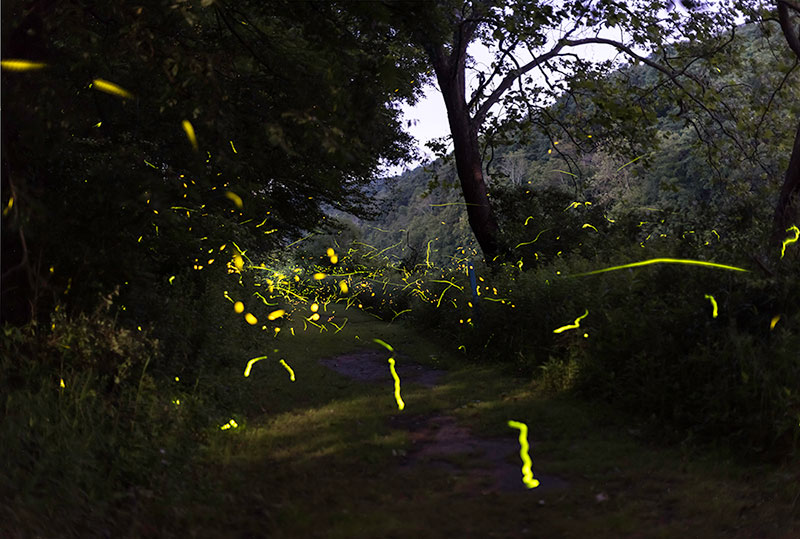 streaks of light from fireflies in a dark forest