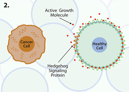 graphic showing proteins on surface of healthy cell