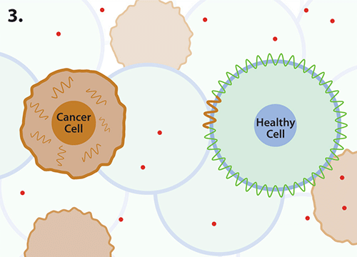 graphic showing a protein embedded on surface of healthy cell