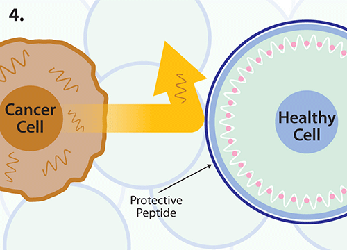 graphic showing cancer cell bouncing off healthy cell