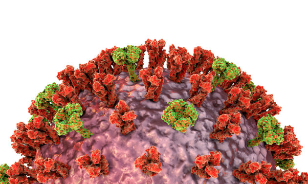 Illustration showing influenza virus with surface glycoprotein spikes hemagglutinin (HA, trimer) and neuraminidase (NA, tetramer)