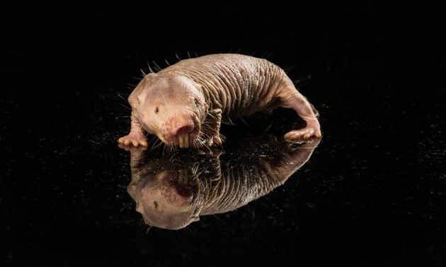 Naked mole rats have some benefits for humans - Crunchy Trends