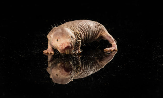 Why do naked mole rats live long, cancer-free lives? : NewsCenter