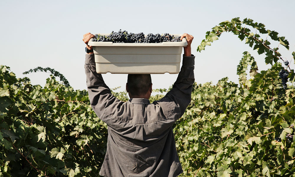 Feature image man carrying a box of grapes over his head