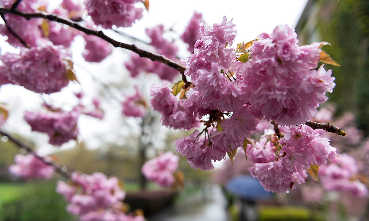 crabapple trees on University's Eastman Quad