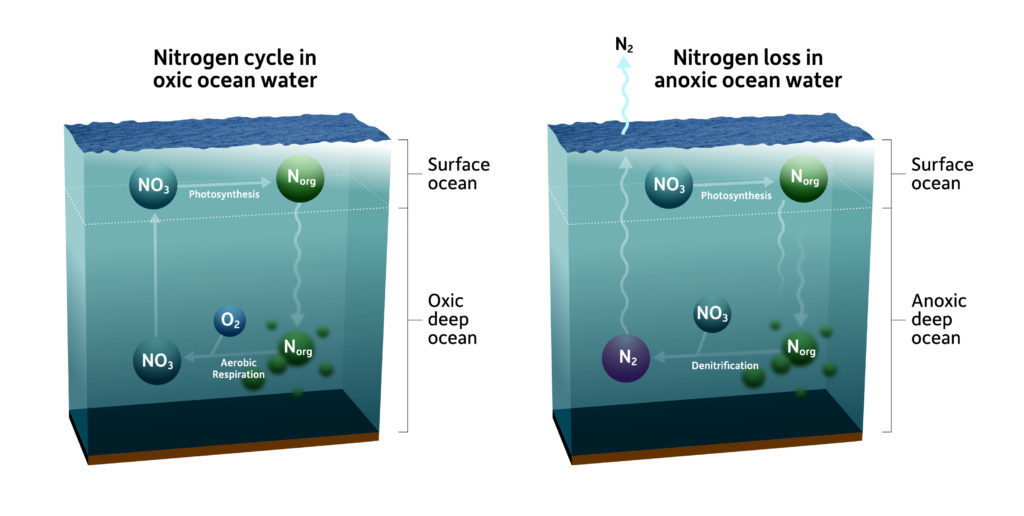 two side-by-side illustrations of the nitrogen cycle in oxic ocean water and in anoxic ocean water