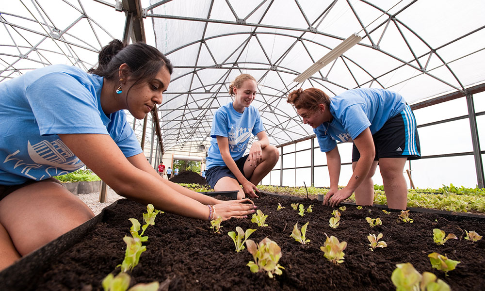 Student volunteers planting lettuce for Wilson Day, a day of community service