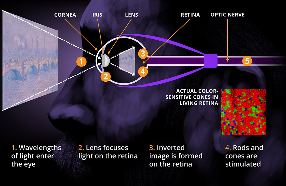 illustration shows the face of Claude Monet looking at a painting. The parts of the eye are labeled one through four. 1: Wavelengths of light enter the eye. 2: Lense focuses light on the retina. 3: Inverted image is formed on the retina. 4: Rods and cones are stimulated.