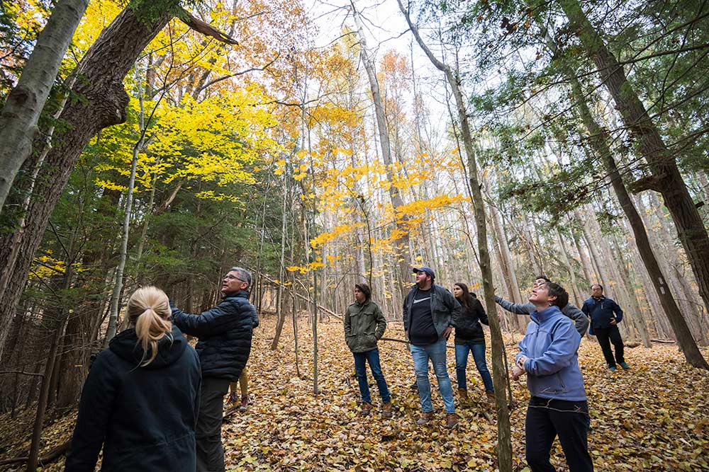 group of people on a hiking trail looking up a trees
