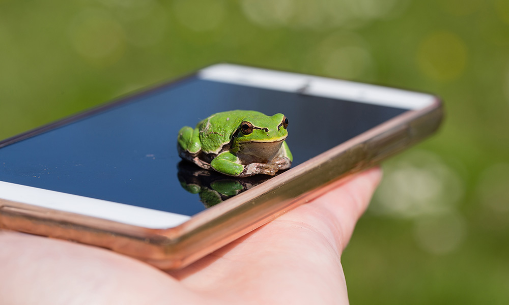 Feature image frog sitting on a cellphone