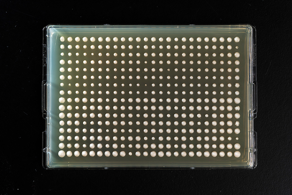 colonies of beer yeast appear as small dots on a glass plate against a black backdrop. 