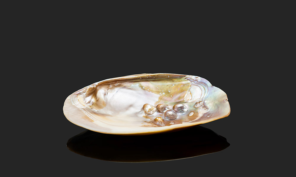 Close-up of a seashell made of artificial mother-of-pearl.
