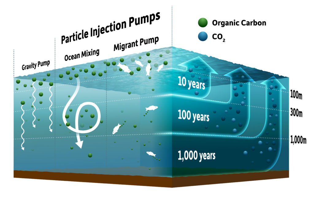 diagram shows the different types of ocean pumps. The Gravity Pump shows particles sinking naturally, and two Particle Injection Pumps -- ocean mixing and migrant pump -- show winds, currents, and fish transporting organic carbon particles. Up arrows show that the deeper the particles go, the longer it takes for them to resurface, from 1,000 years for the deepest particles to 10 years for the ones closest to the surface. 