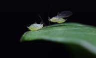 Virus genes help determine if pea aphids get their wings
