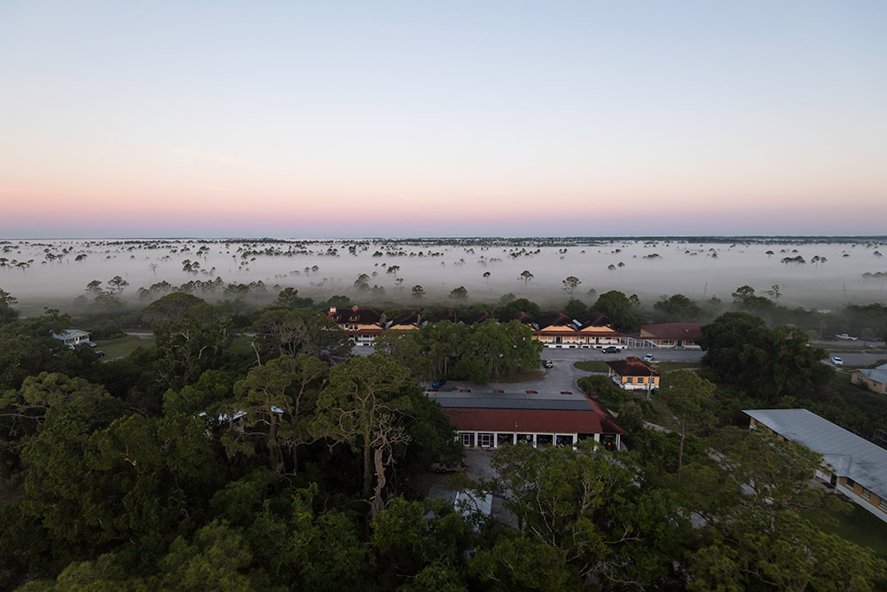 mist rolls in over the tops of trees and houses