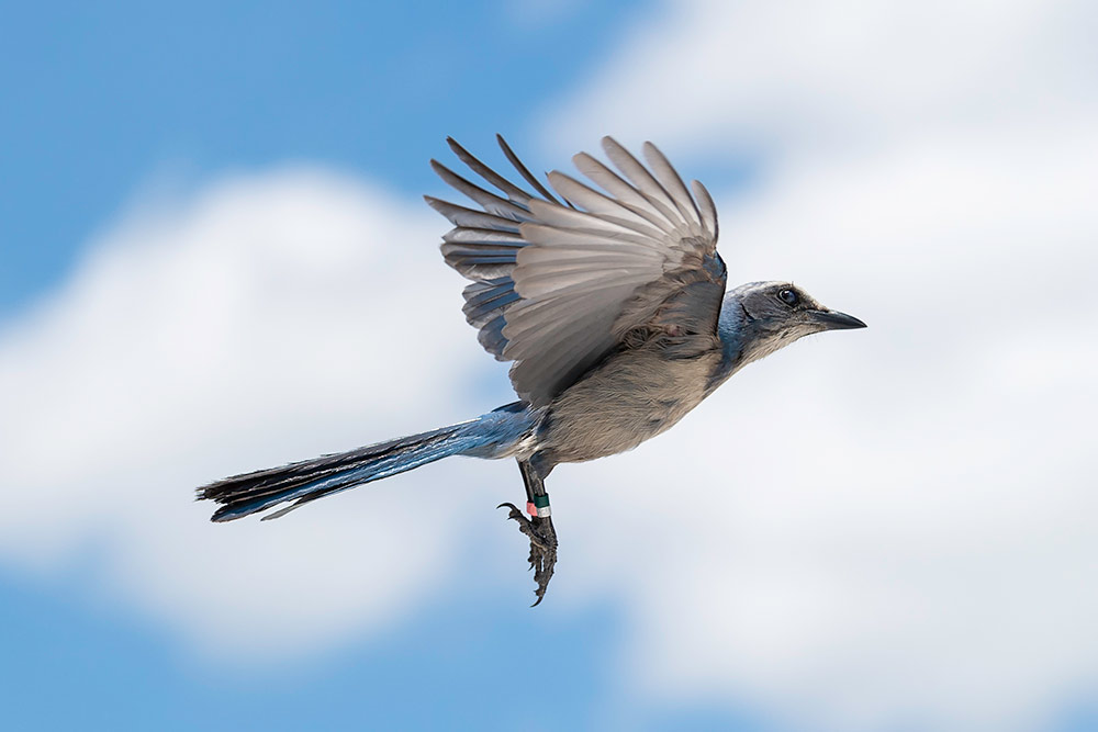 bird in flight, with a tag hanging from its foot.