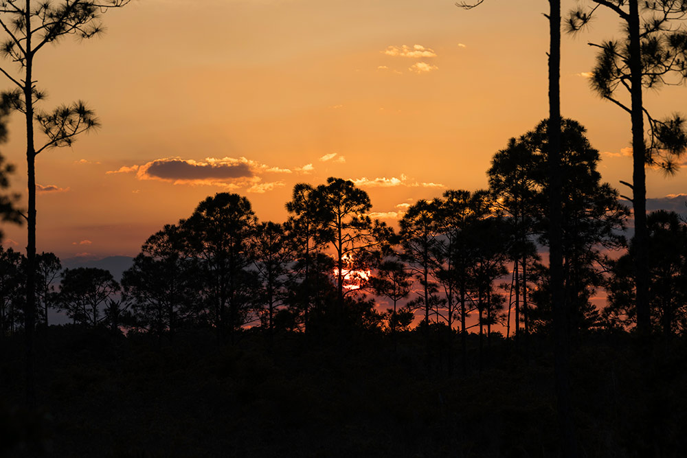 sun setting over pine trees.