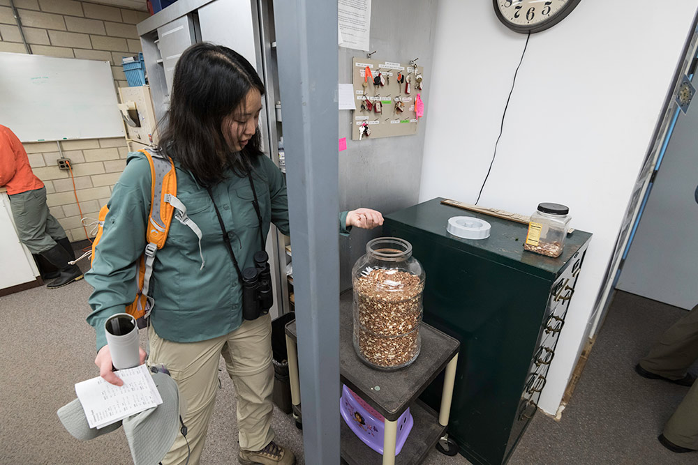 researcher takes bird seed from a large canister.