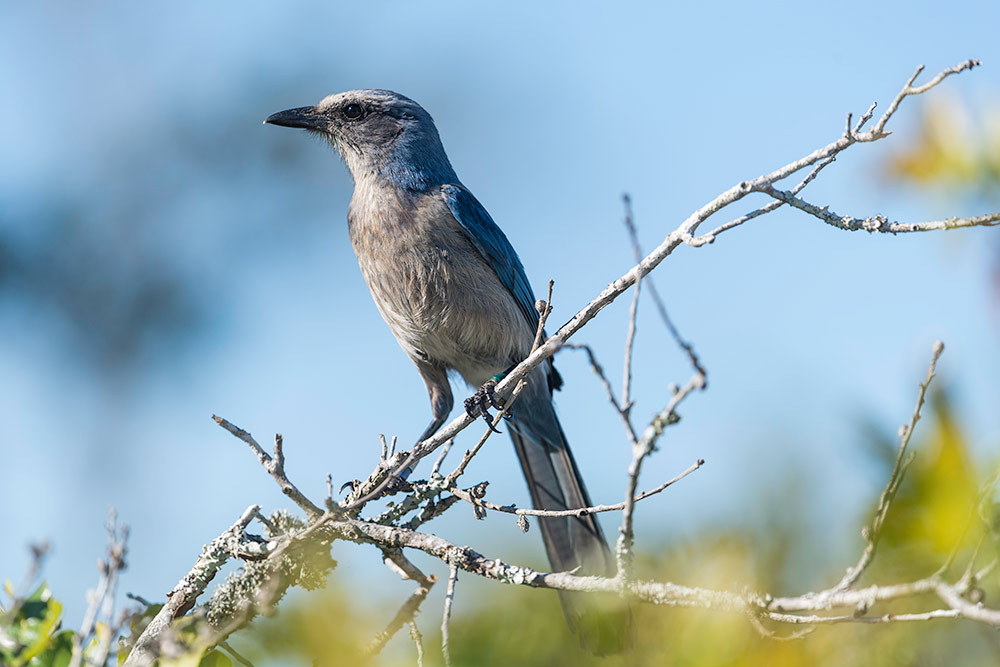 close-up of a bird on a branch.