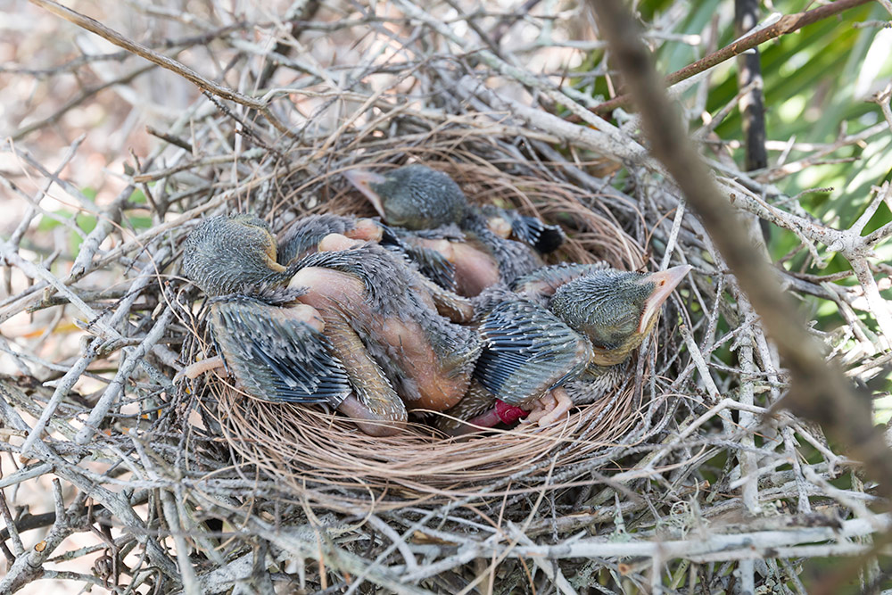 nest of baby birds.