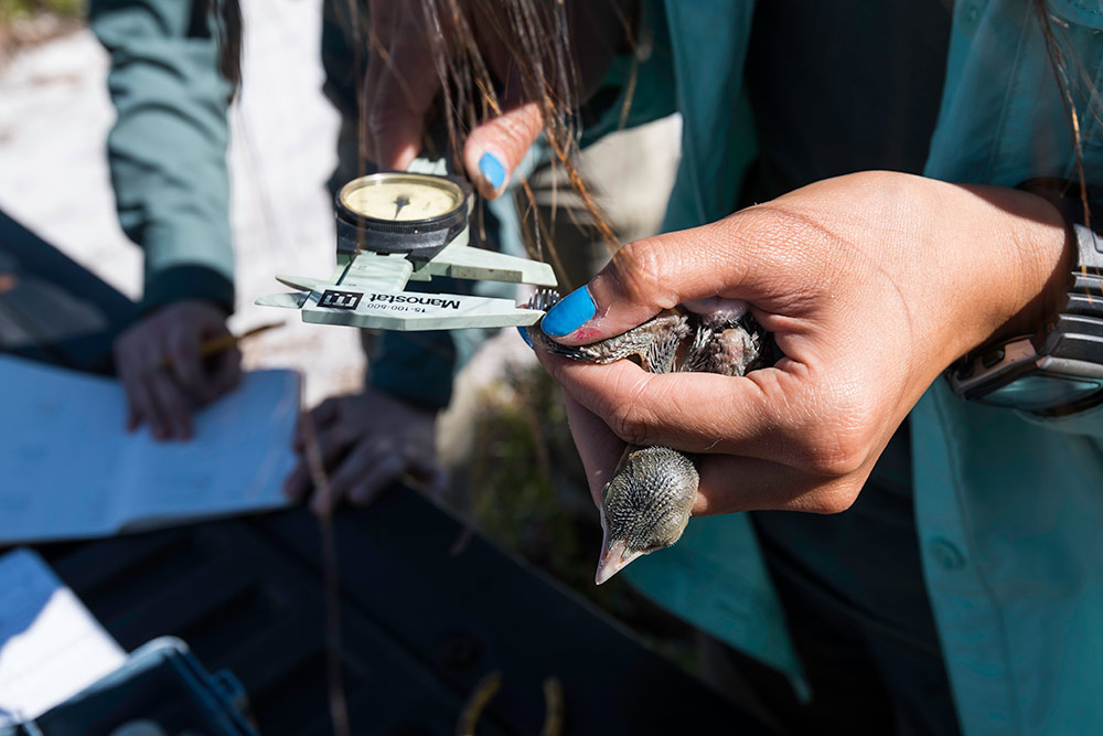 close up of a hand holding a bird while it gets tagged