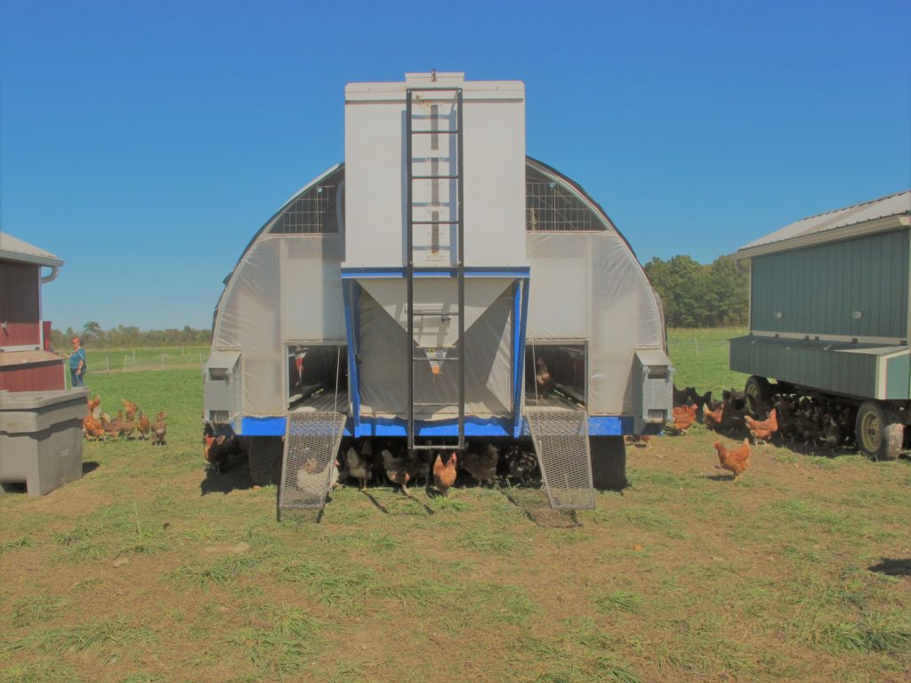 Chickens inside and outside of a large, mobile coop.