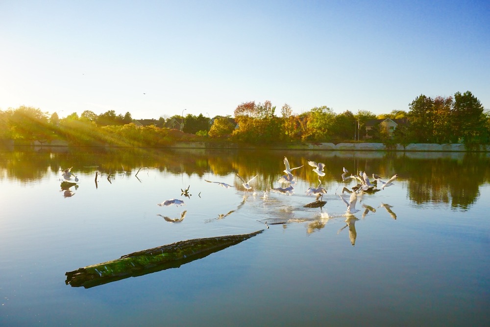 birds taking off from over the Genesee River