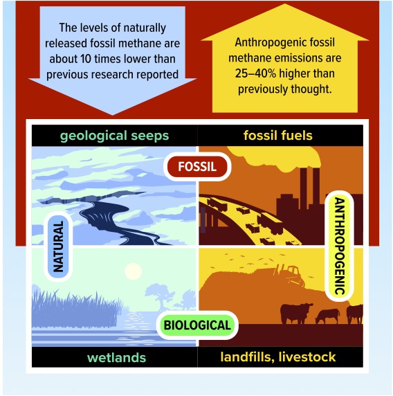  Methane emitted into the atmosphere can be sorted into two categories–fossil or biological–based on its signature of the isotope carbon-14. Biological methane can be released naturally from sources such as wetlands or via anthropogenic sources such as landfills, rice fields, and livestock. Fossil methane can be emitted via natural geologic seeps or as a result of humans extracting and using fossil fuels. 