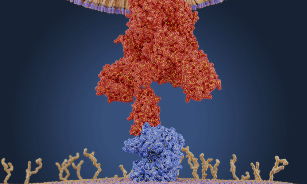 SARS-CoV-2 in humans