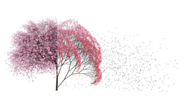 A wide, thin-branched tree split in half vertically, one half covered with pink flowers and the other watermelon-colored.