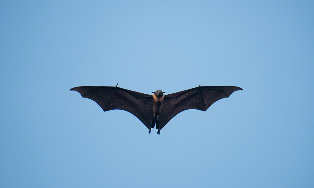 bat with wings spread.